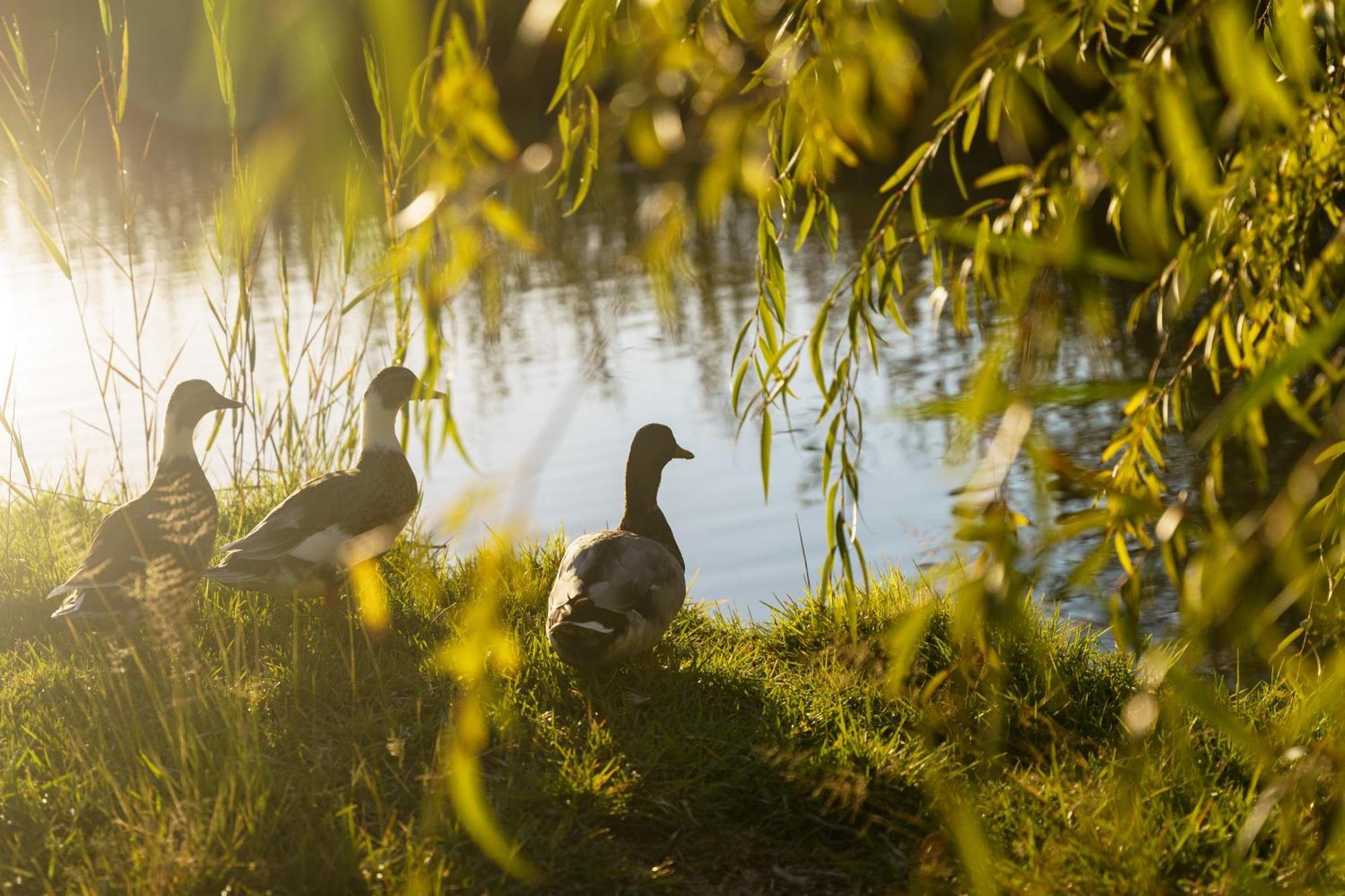 Broadwater River Estate Douglas Dış mekan fotoğraf